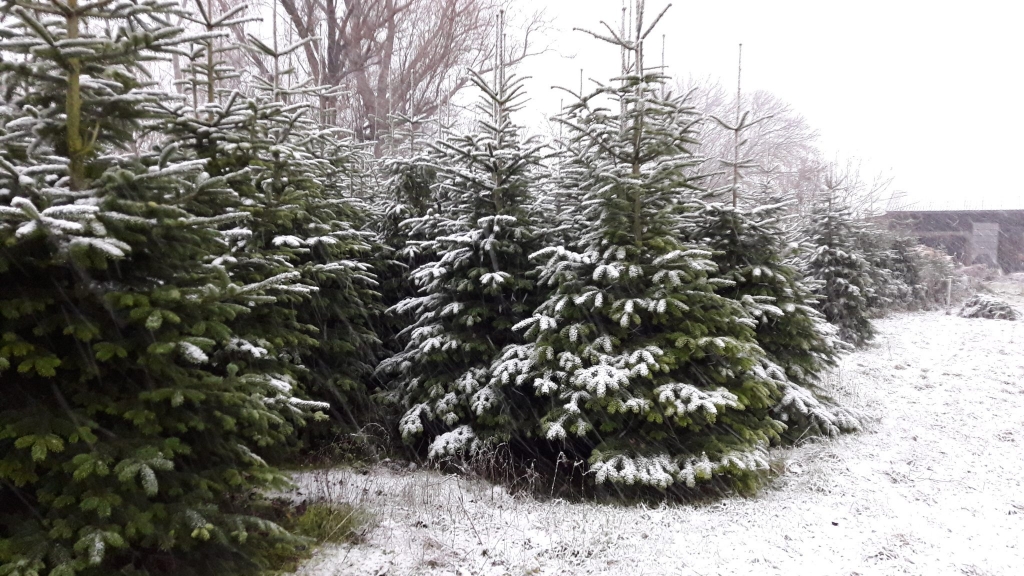 Kerstbomen Tuinen Demeester